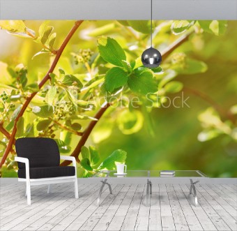 Picture of Spring leaves lit by sunlight